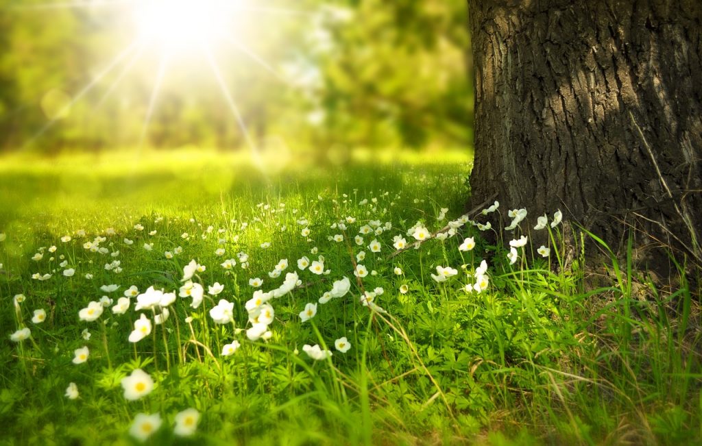 flowers, flower background, meadow-276014.jpg